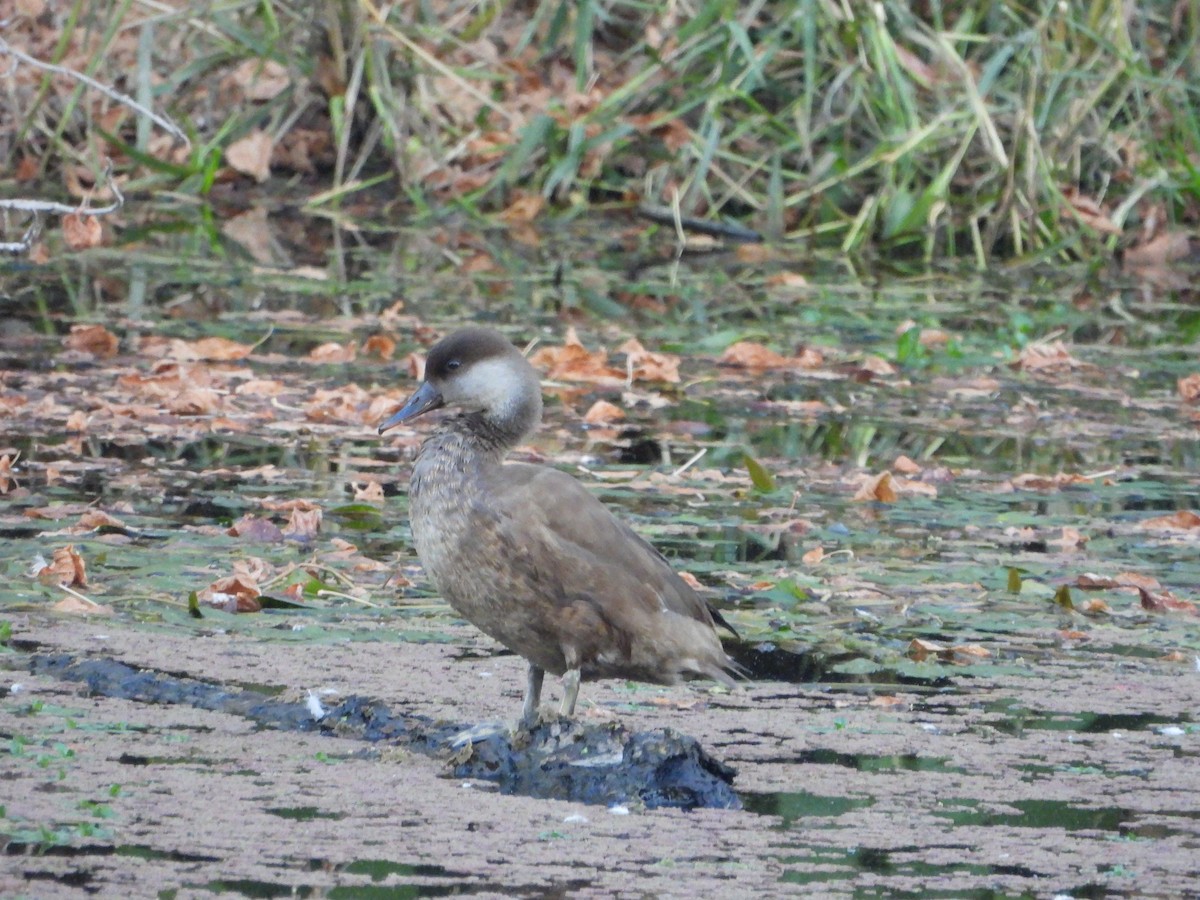 Red-crested Pochard - ML643853014
