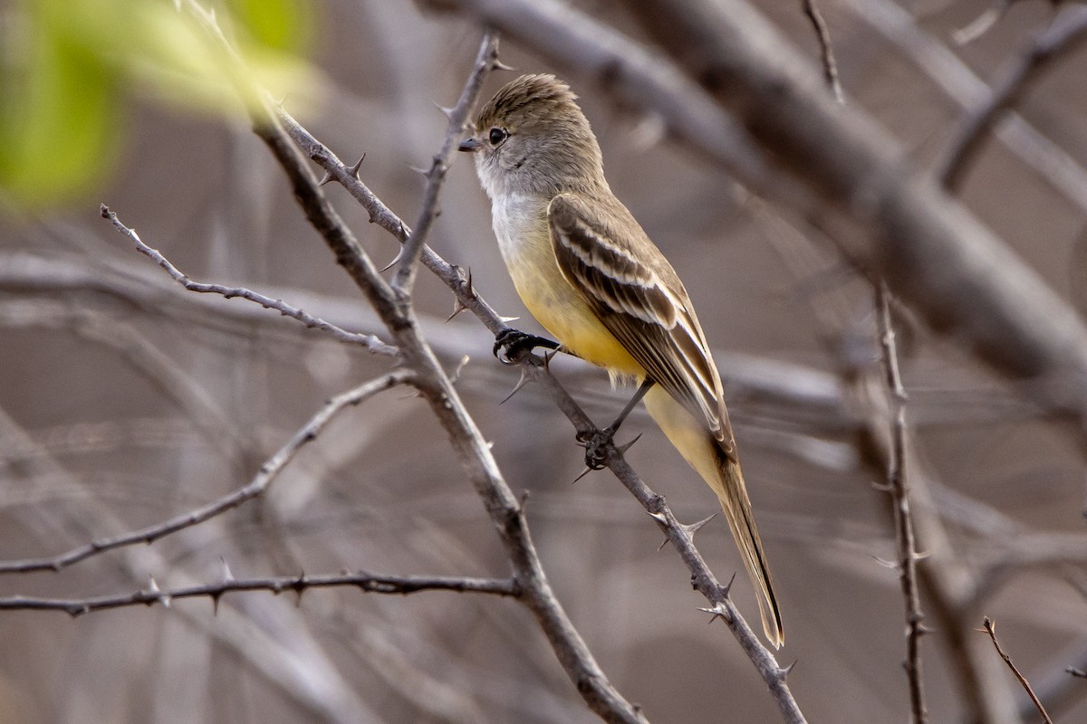 Southern Scrub-Flycatcher - ML643853017