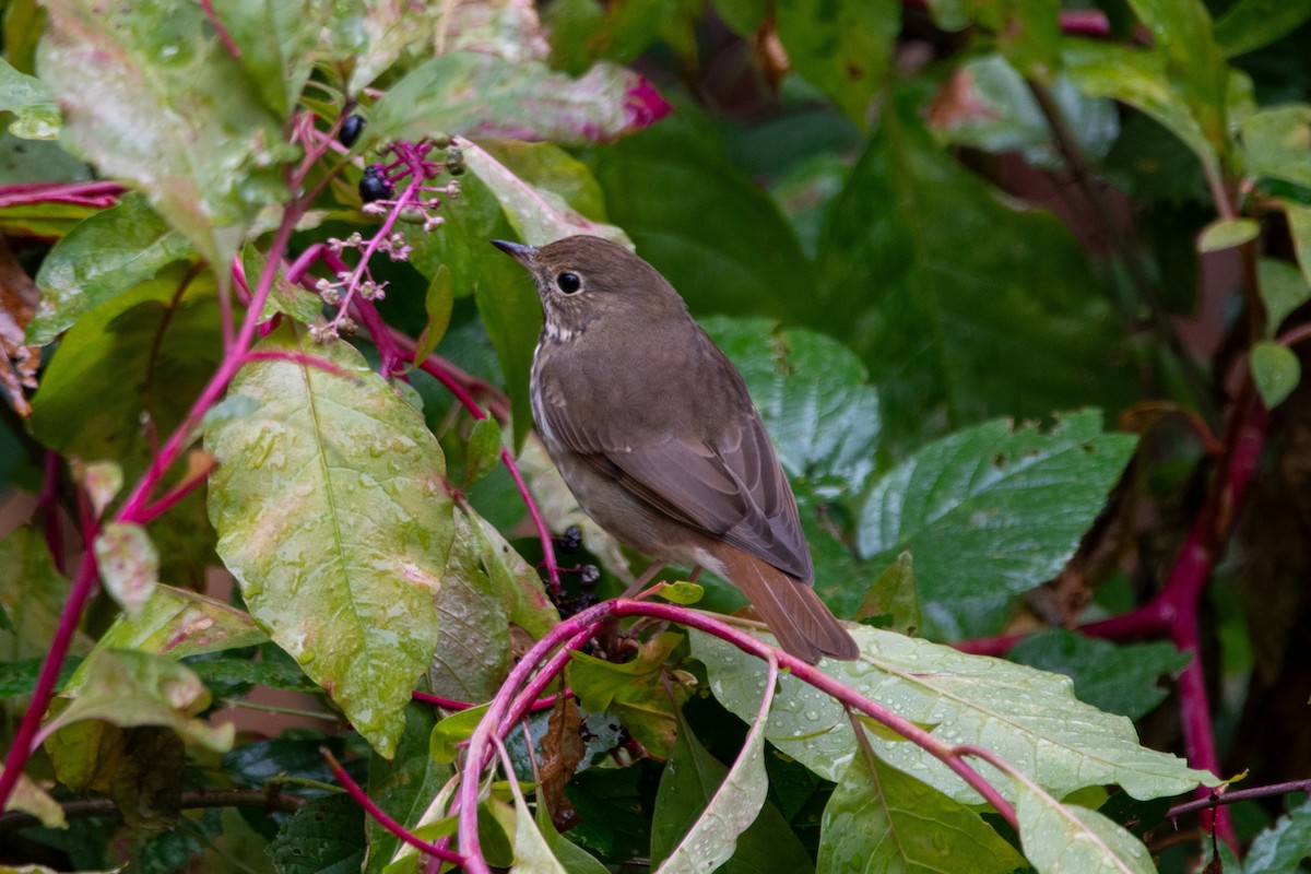 Hermit Thrush - ML643853019