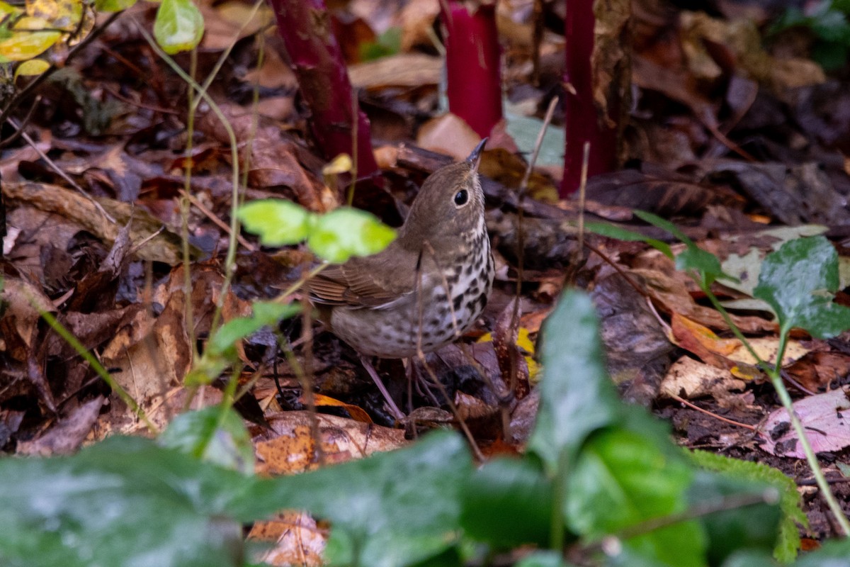 Hermit Thrush - ML643853020