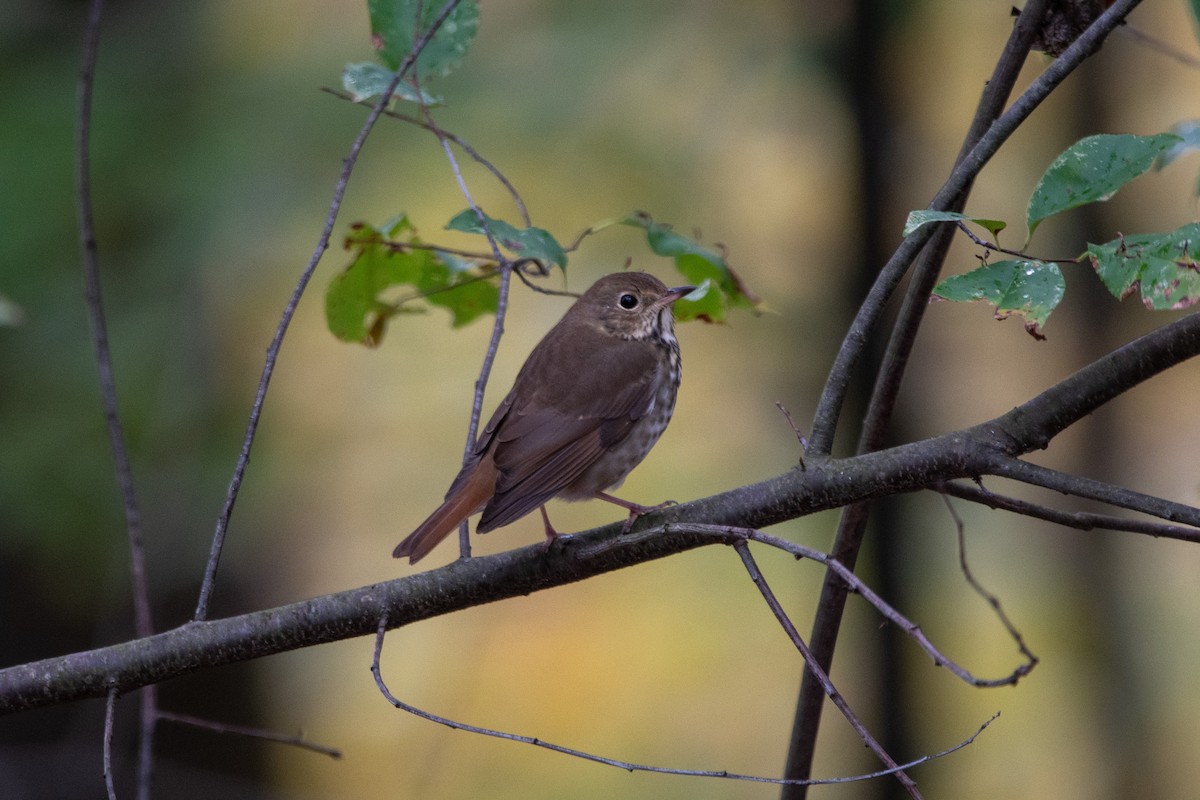 Hermit Thrush - ML643853021