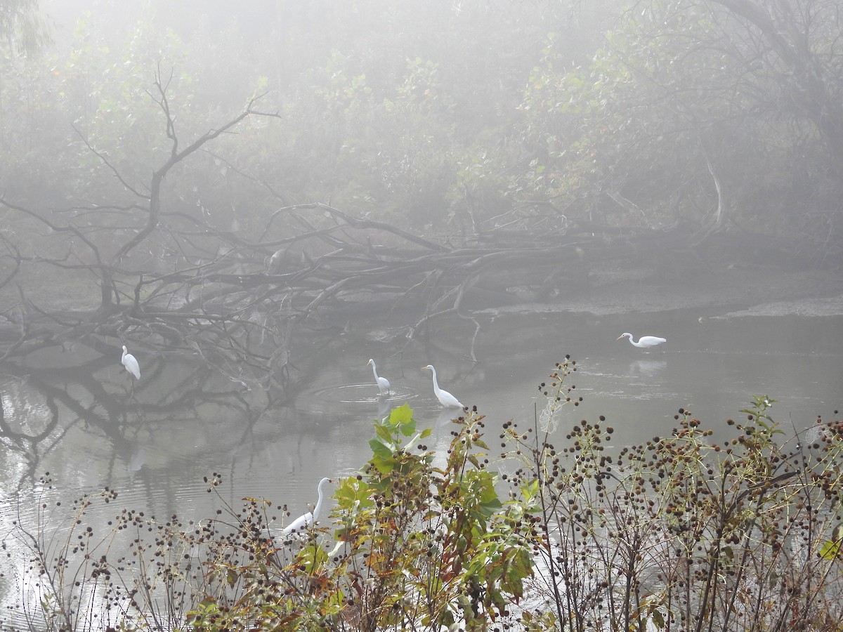 Great Egret - ML643853026