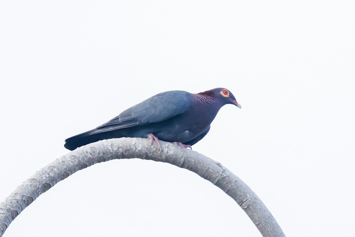 Pigeon à cou rouge - ML643853028