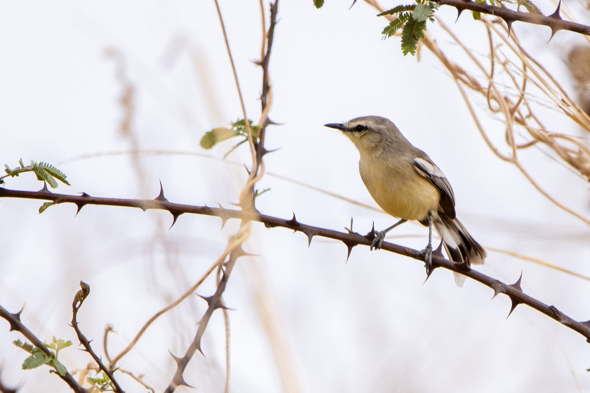 Bahia Wagtail-Tyrant - ML643853040