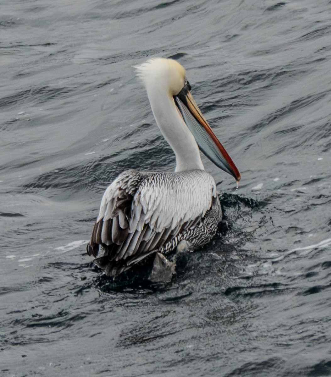 Peru Pelikanı - ML643853047