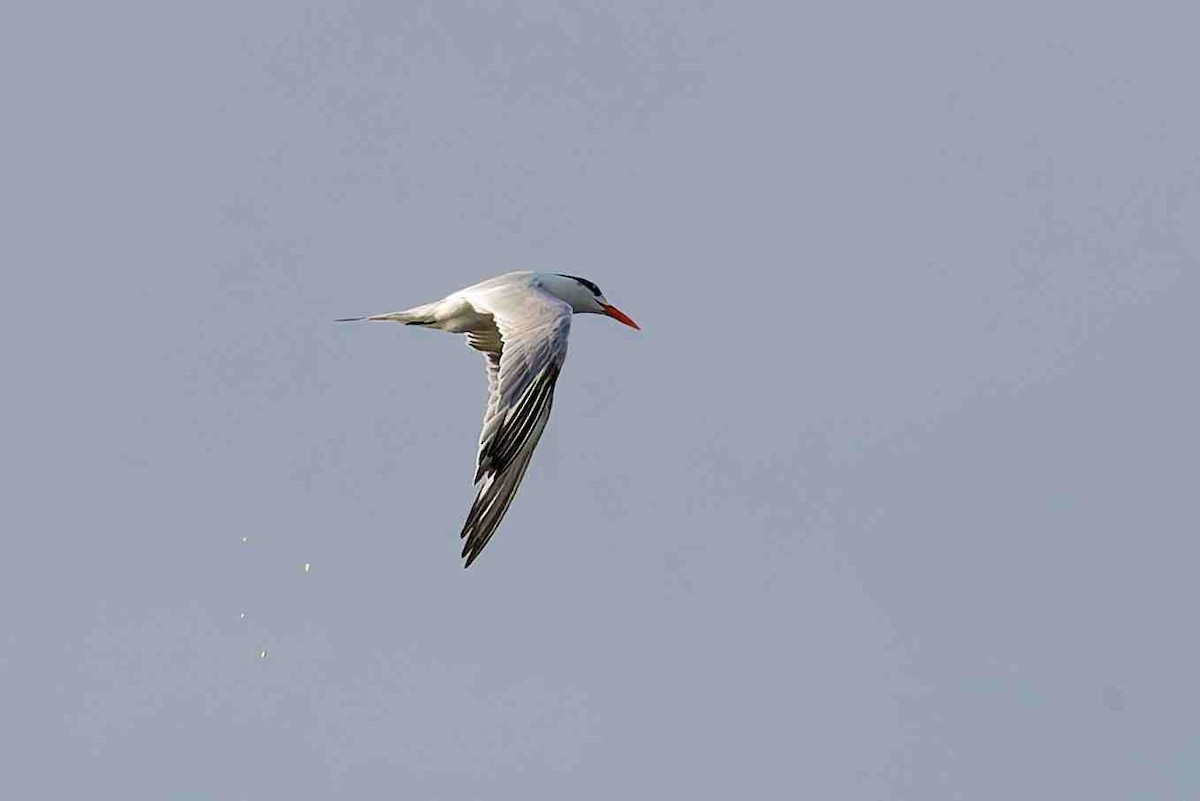 Royal Tern - ML643853052