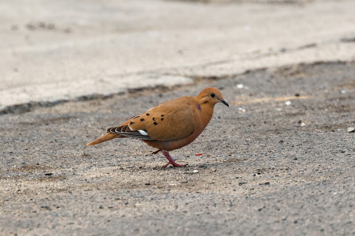 Zenaida Dove - ML643853068