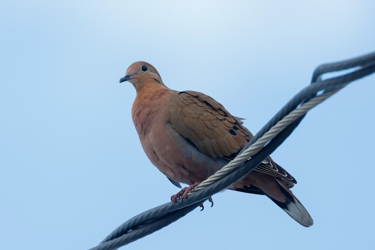 Zenaida Dove - ML643853069