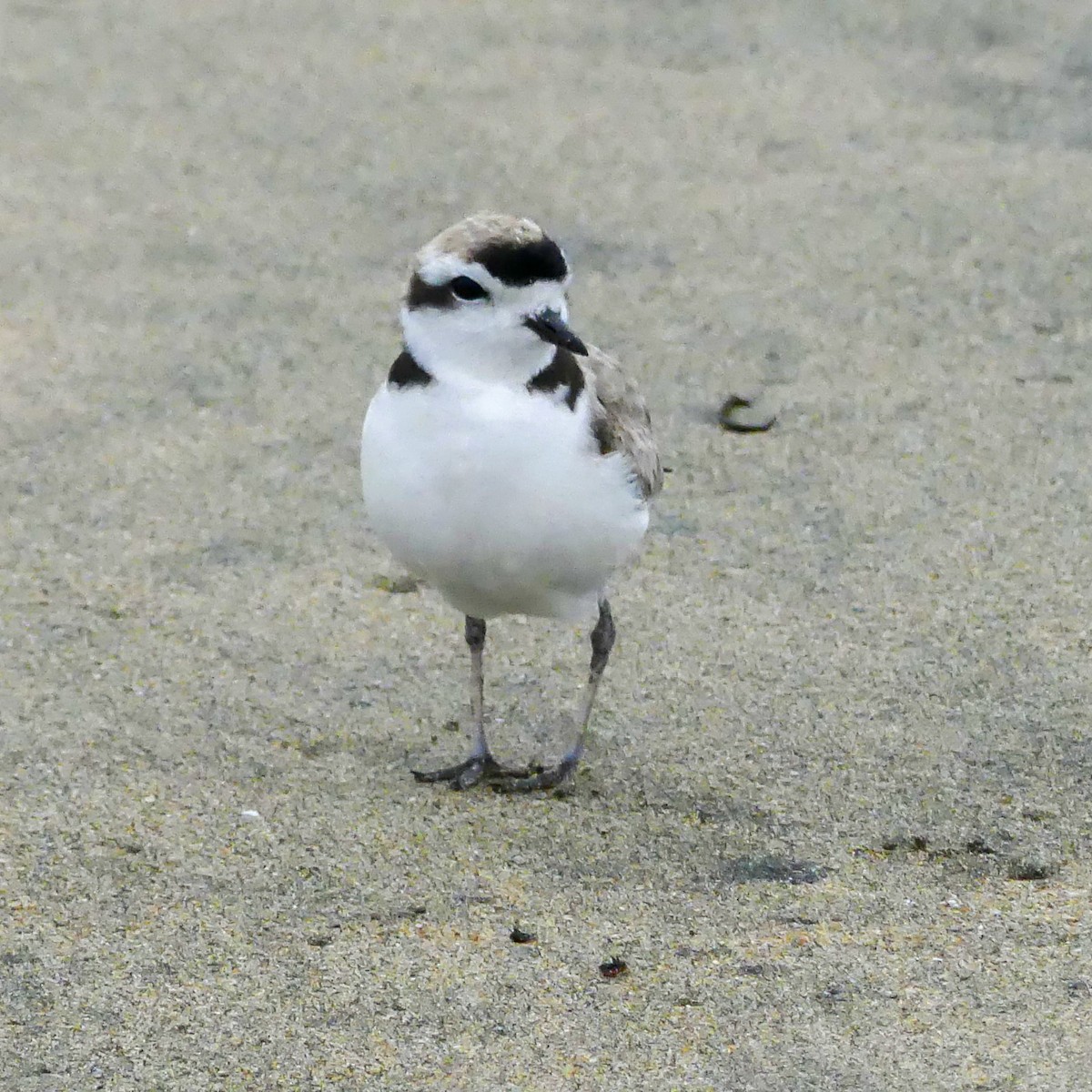 Snowy Plover - ML643853070