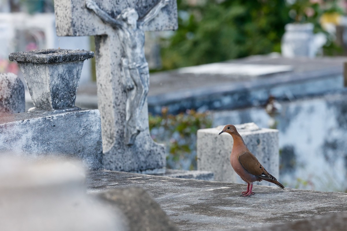 Zenaida Dove - ML643853071