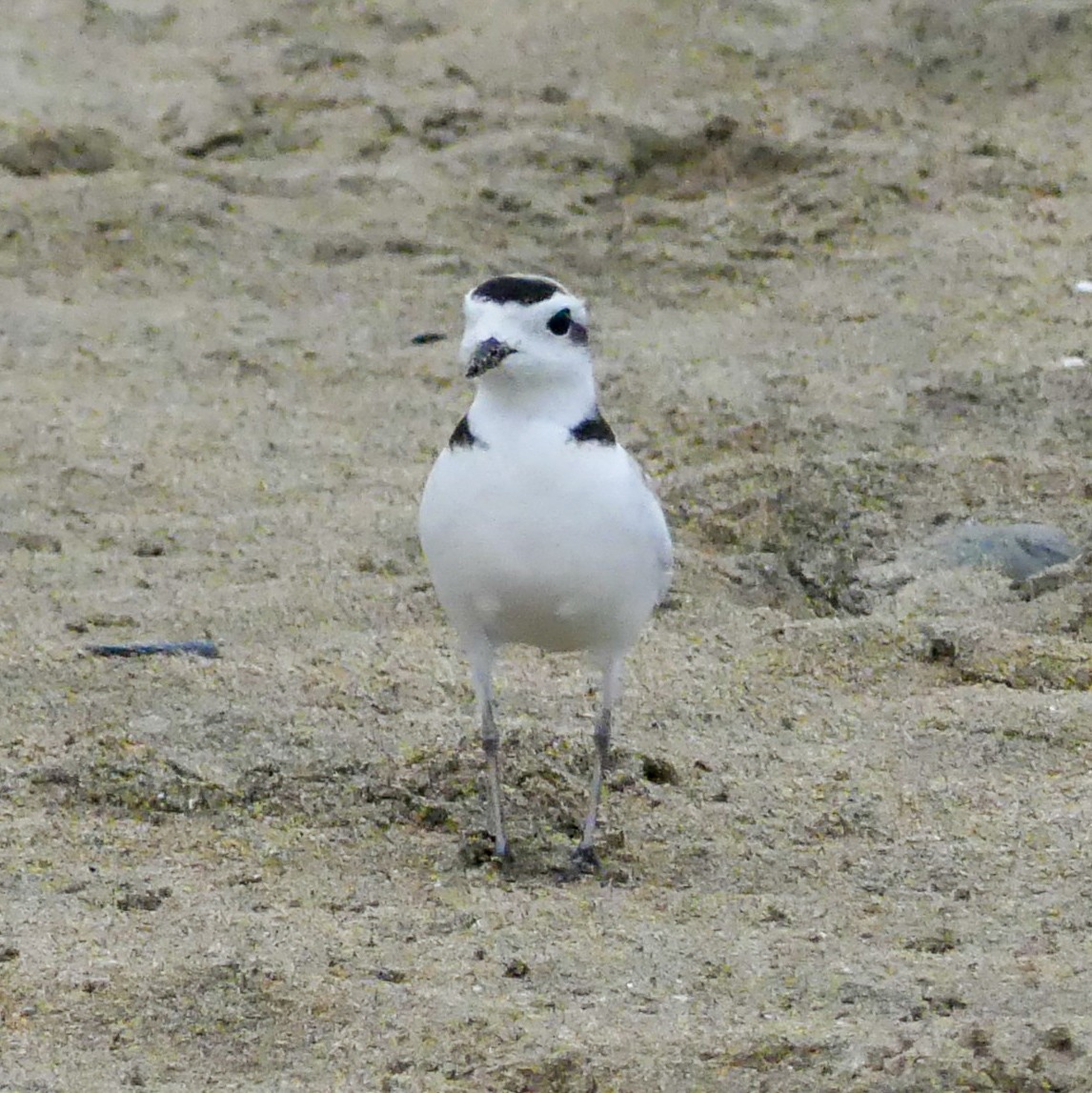 Snowy Plover - ML643853072
