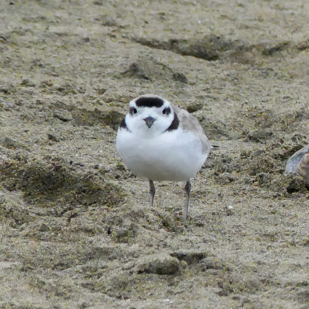 Snowy Plover - ML643853073