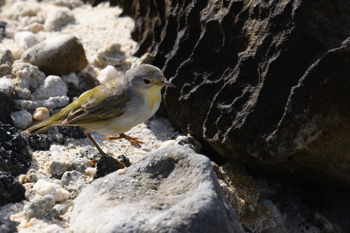 Yellow Warbler (Galapagos) - ML643853075