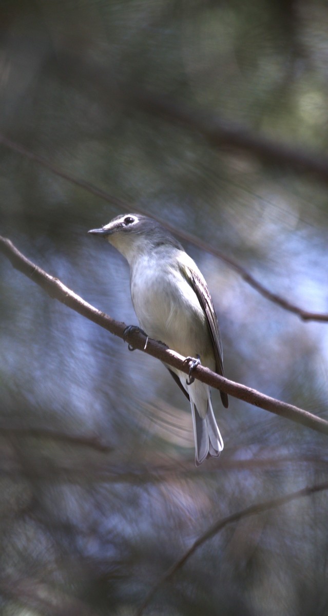 Plumbeous Vireo - ML643853089