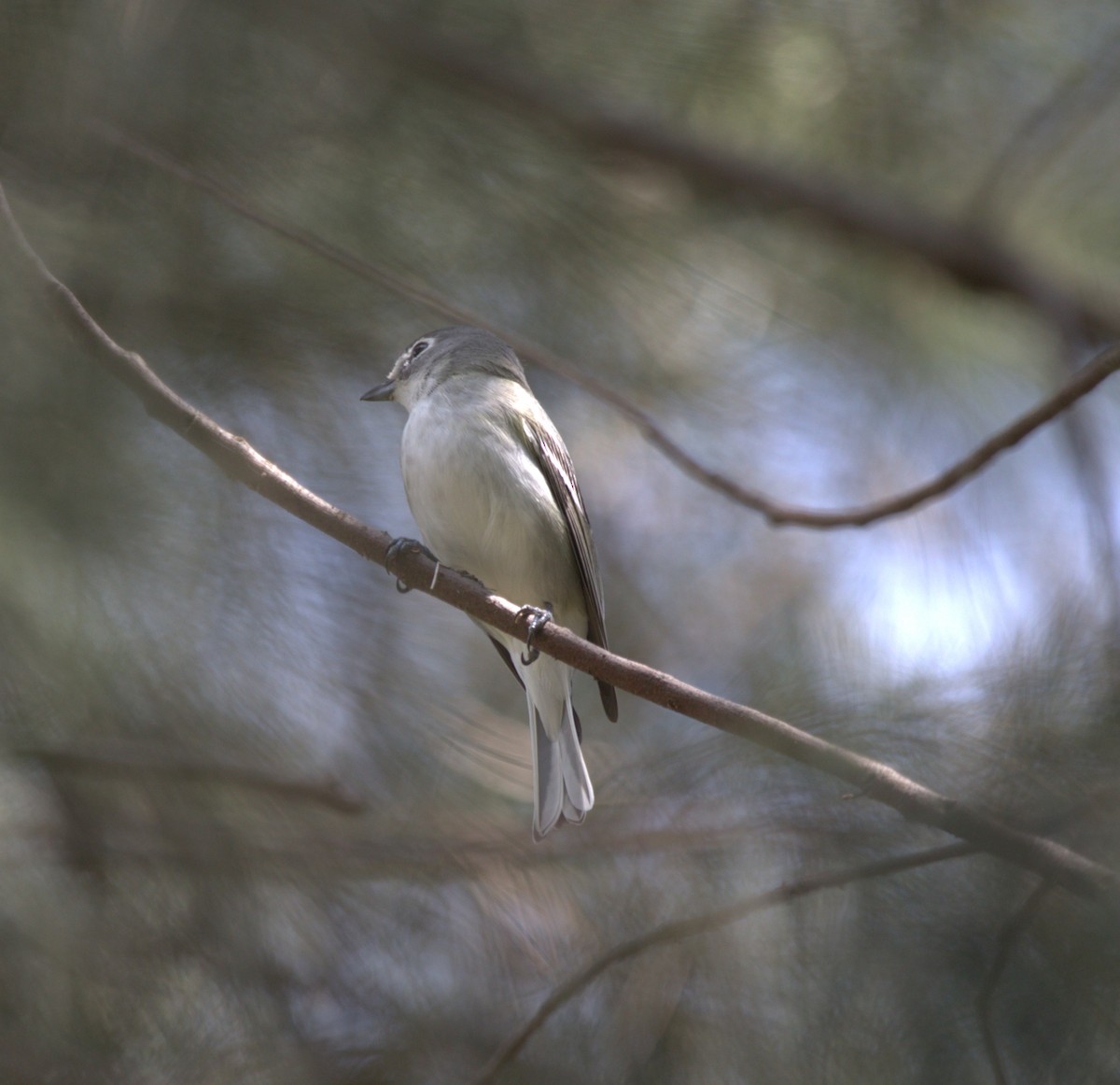 Plumbeous Vireo - ML643853090