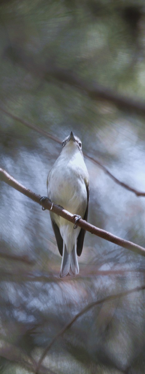 Plumbeous Vireo - ML643853091