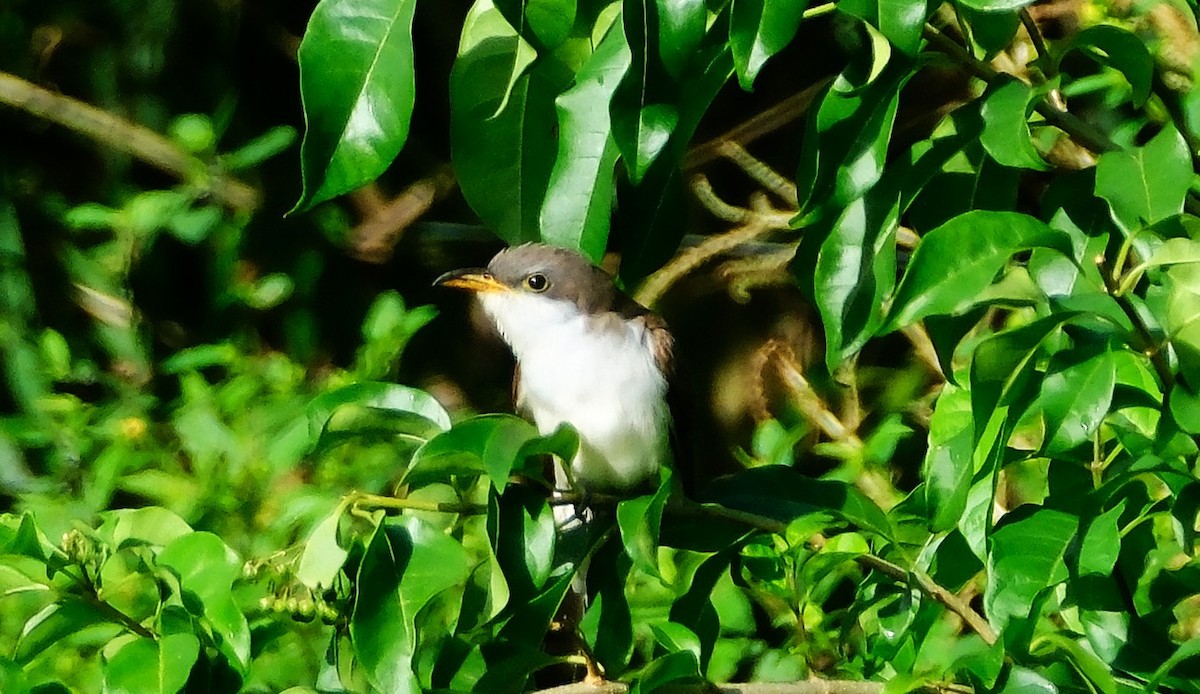 Yellow-billed Cuckoo - ML643853097