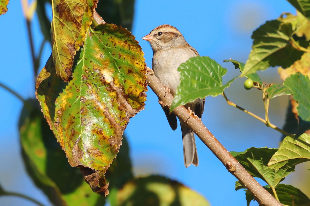 Chipping Sparrow - ML643853098
