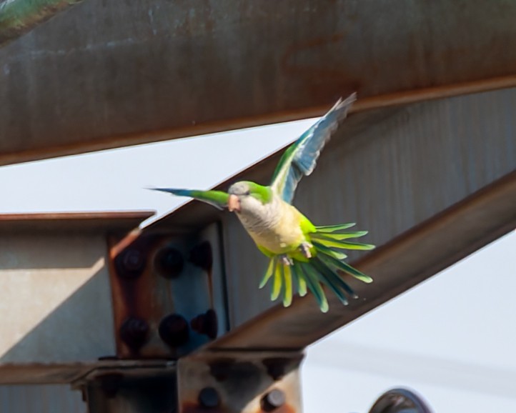 Monk Parakeet - ML643853100