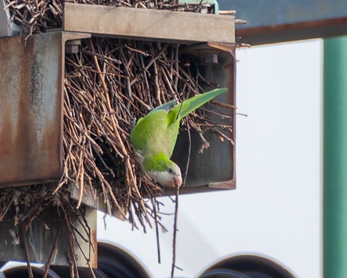 Monk Parakeet - ML643853101