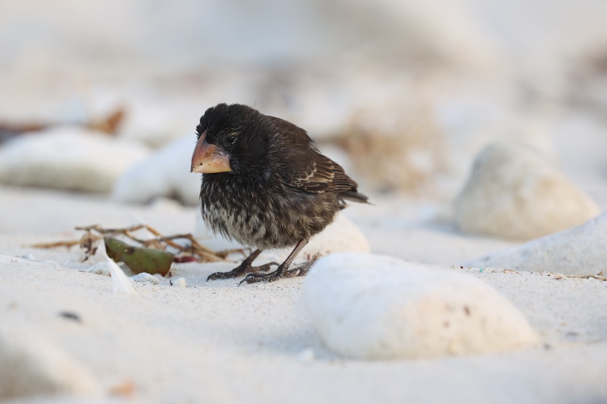 Large Ground-Finch - ML643853104