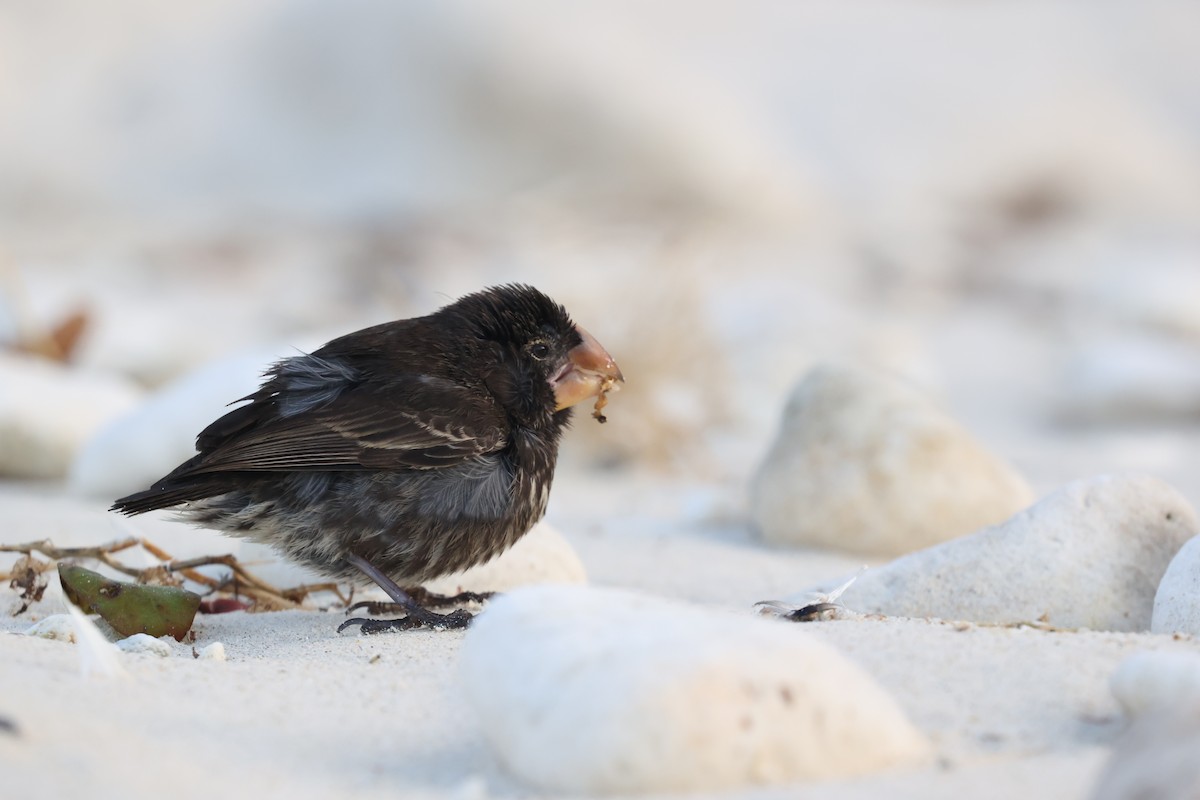 Large Ground-Finch - ML643853105