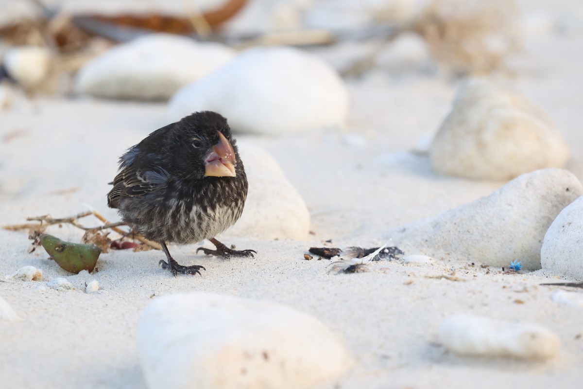 Large Ground-Finch - ML643853106