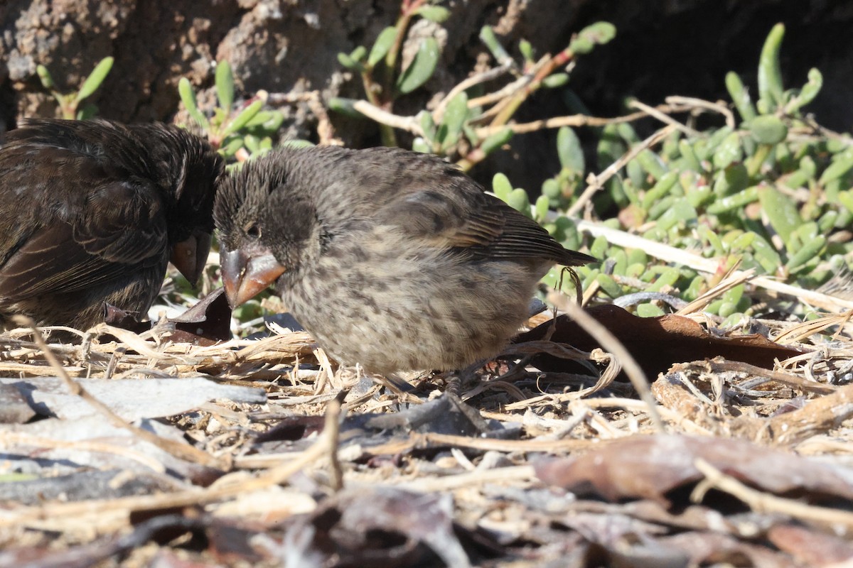 Large Ground-Finch - ML643853107