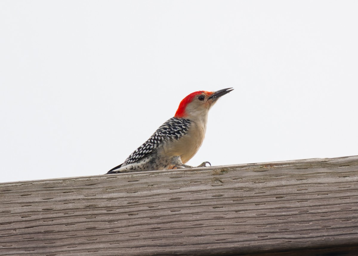 Red-bellied Woodpecker - ML643853122