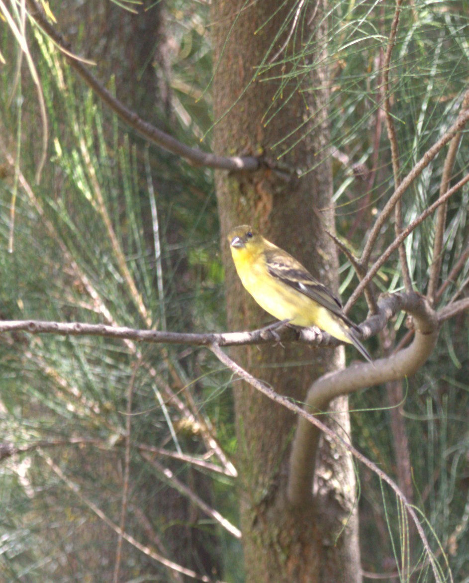 Lesser Goldfinch - ML643853124
