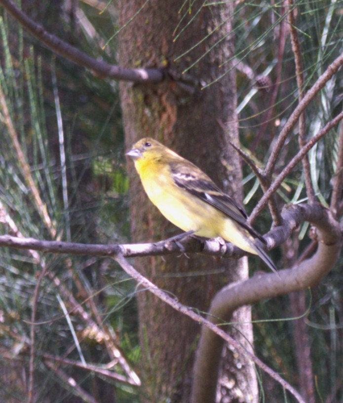 Lesser Goldfinch - ML643853125