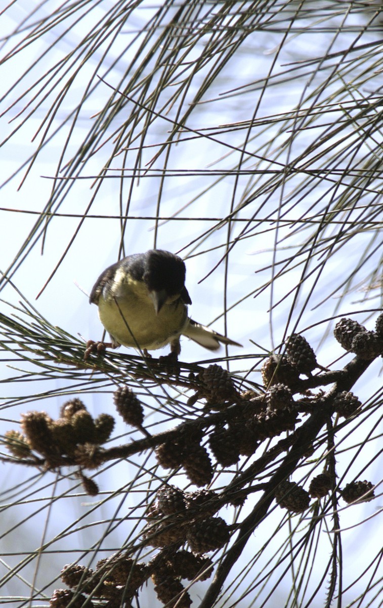 Lesser Goldfinch - ML643853126