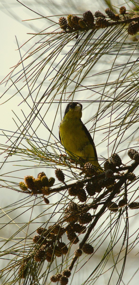 Lesser Goldfinch - ML643853127