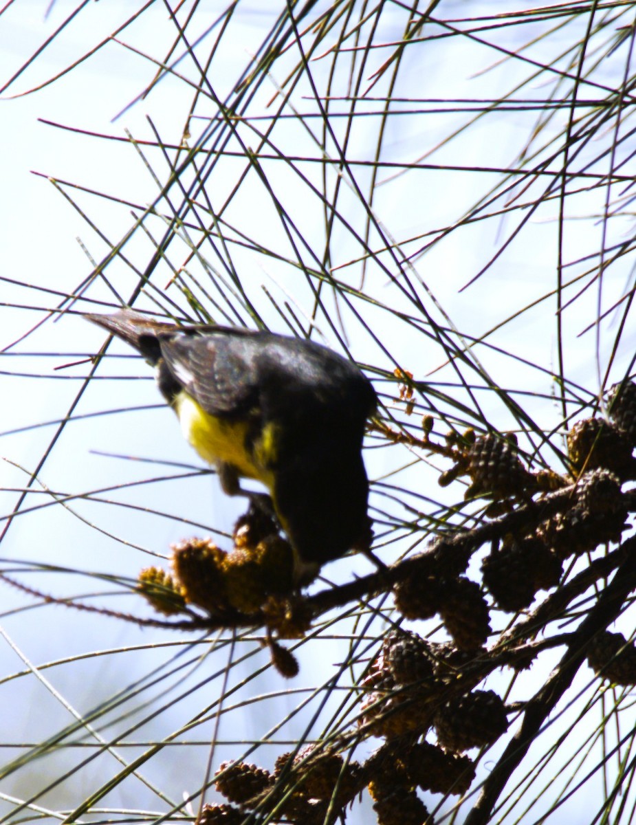 Lesser Goldfinch - ML643853128
