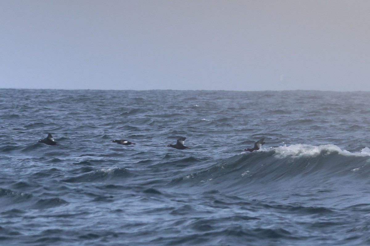 White-winged Scoter - ML643853135