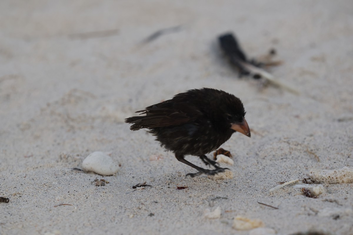 ヘノベササボテンフィンチ - ML643853177