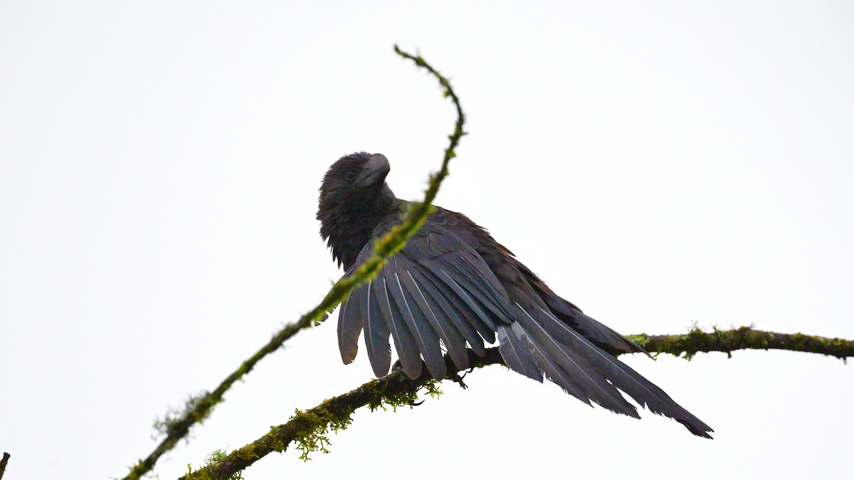 Smooth-billed Ani - ML643853207