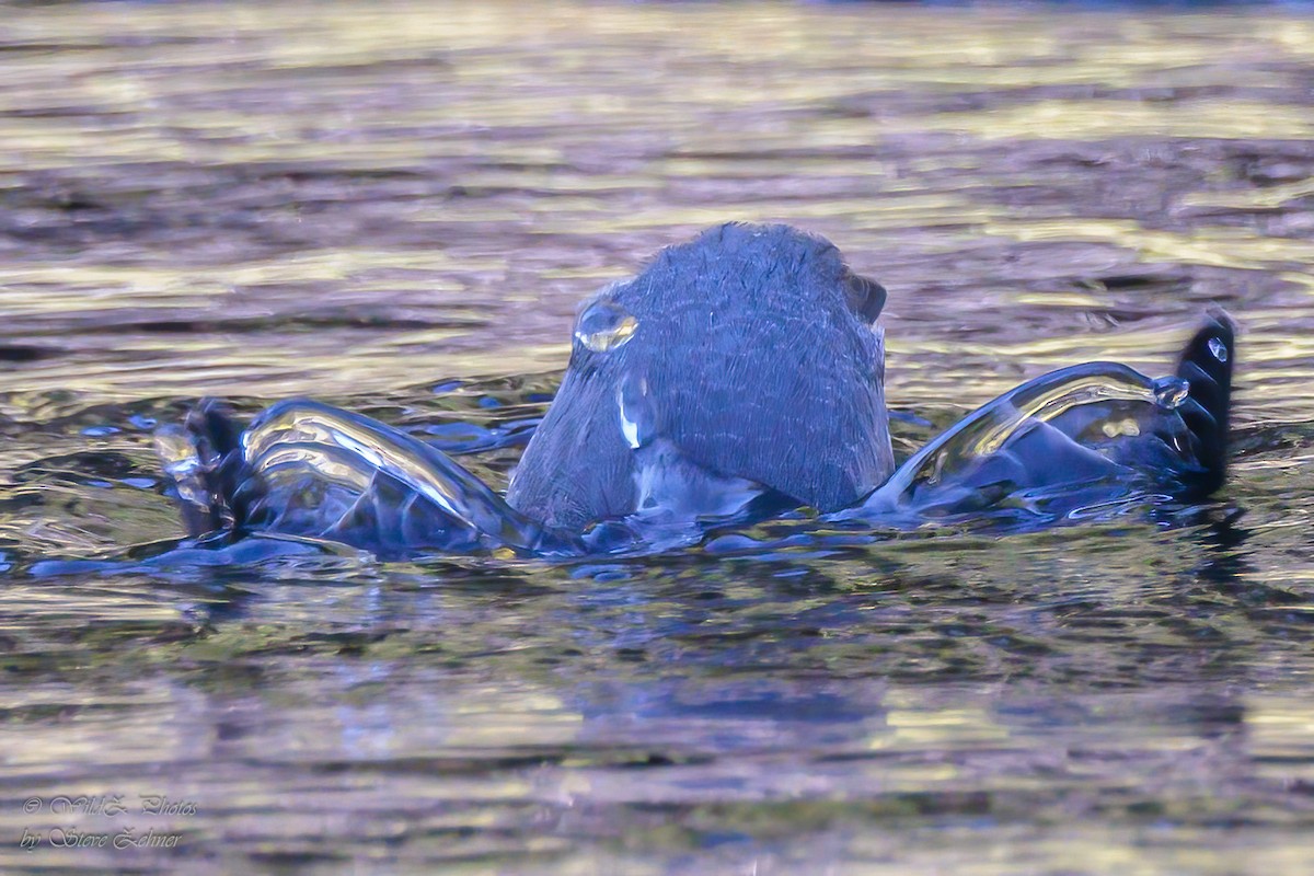 American Dipper - ML643853219