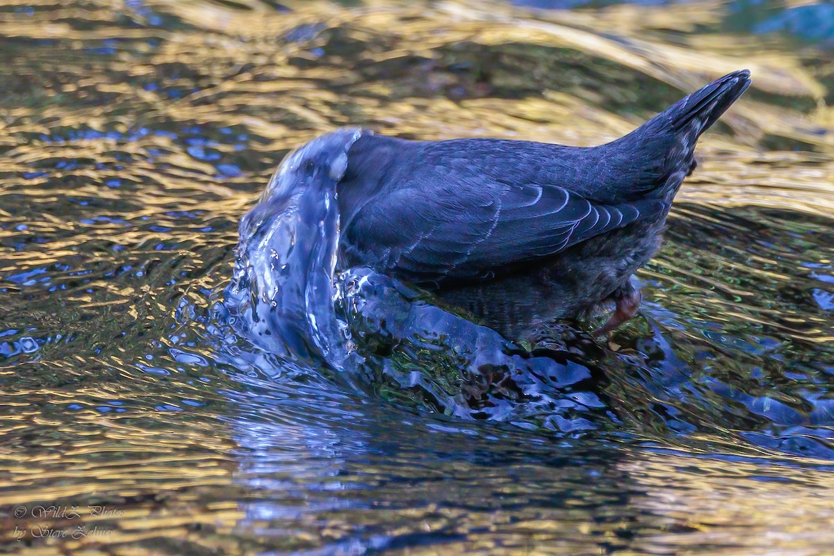 American Dipper - ML643853220
