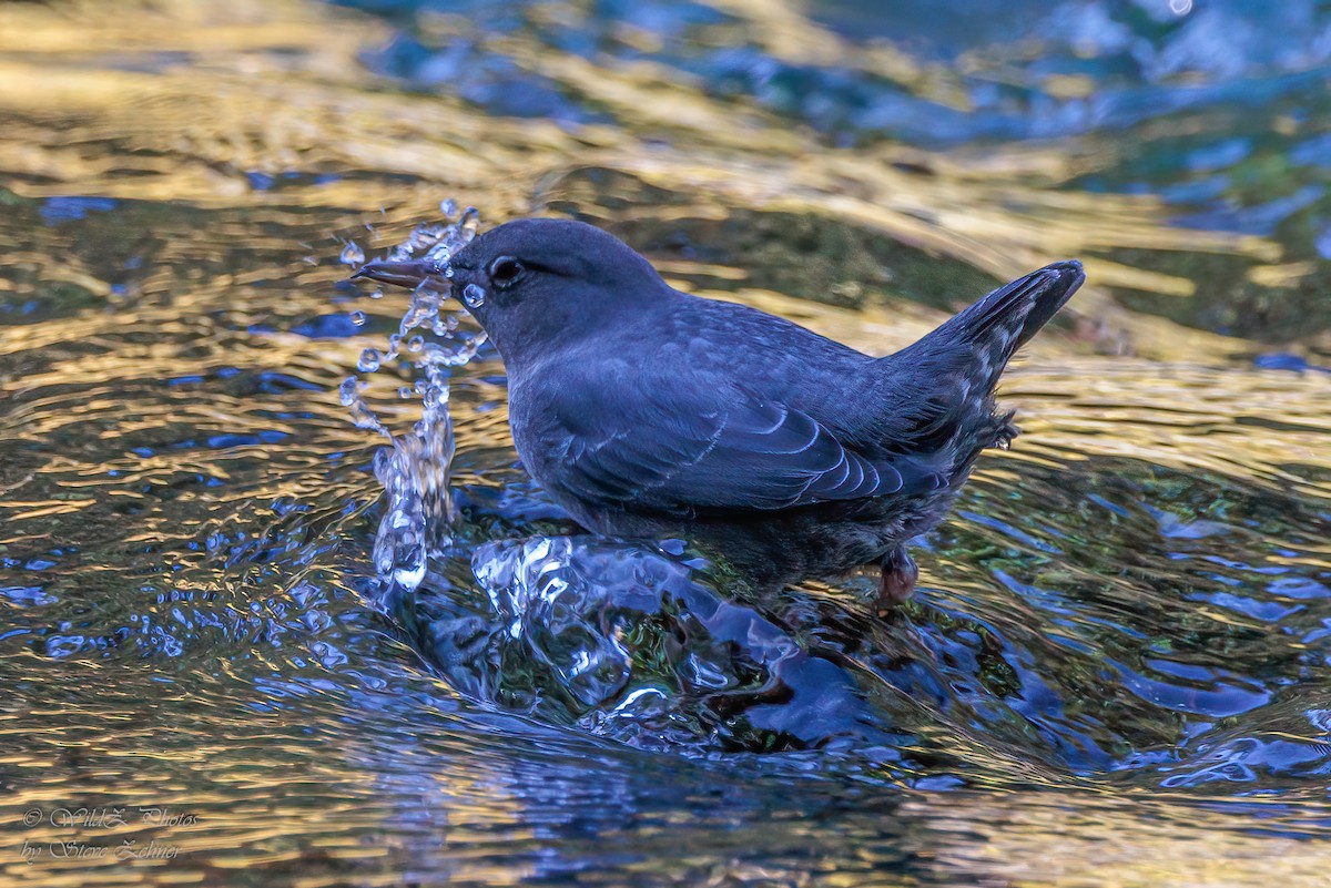 American Dipper - ML643853222