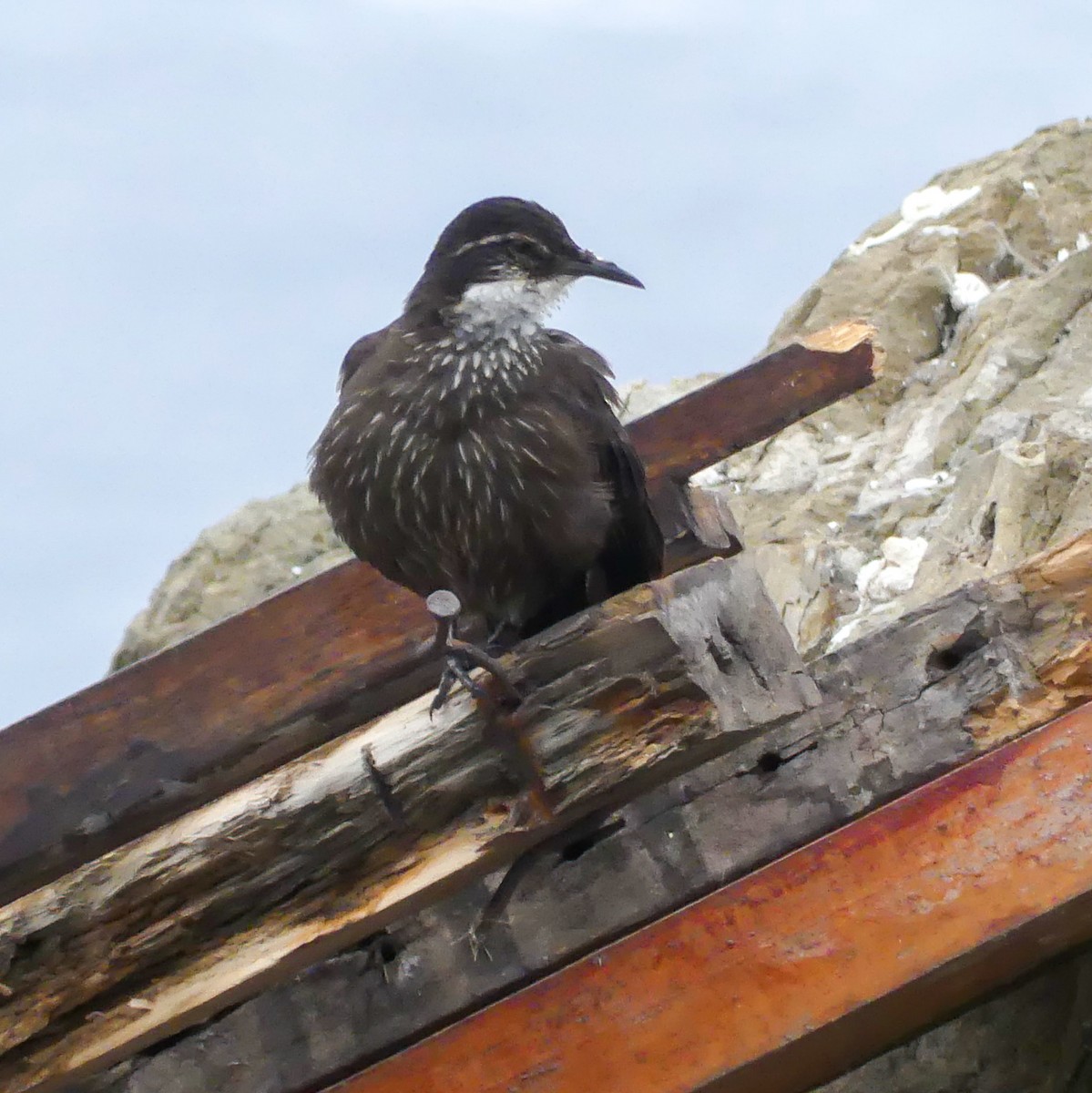 Seaside Cinclodes - ML643853235