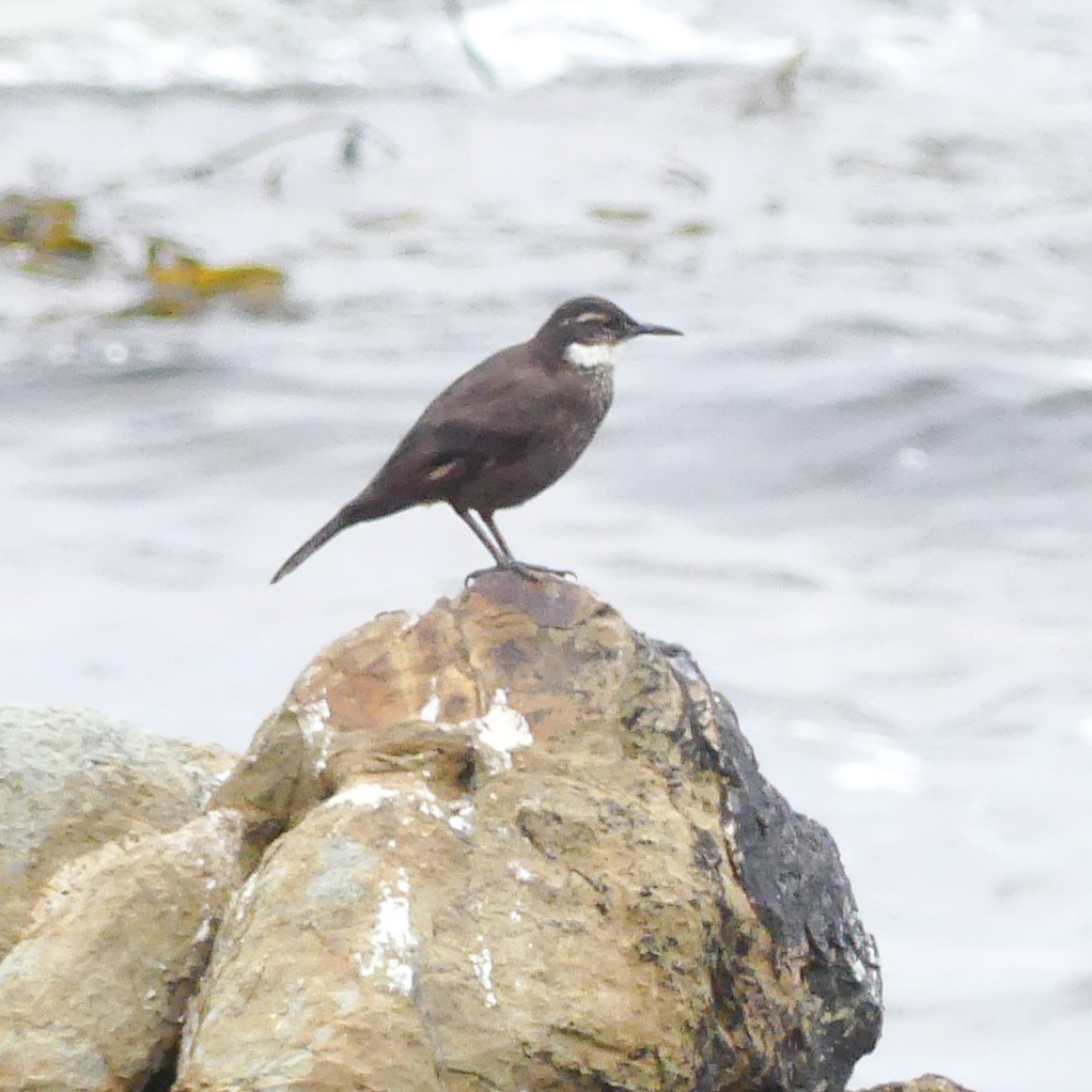 Seaside Cinclodes - ML643853236