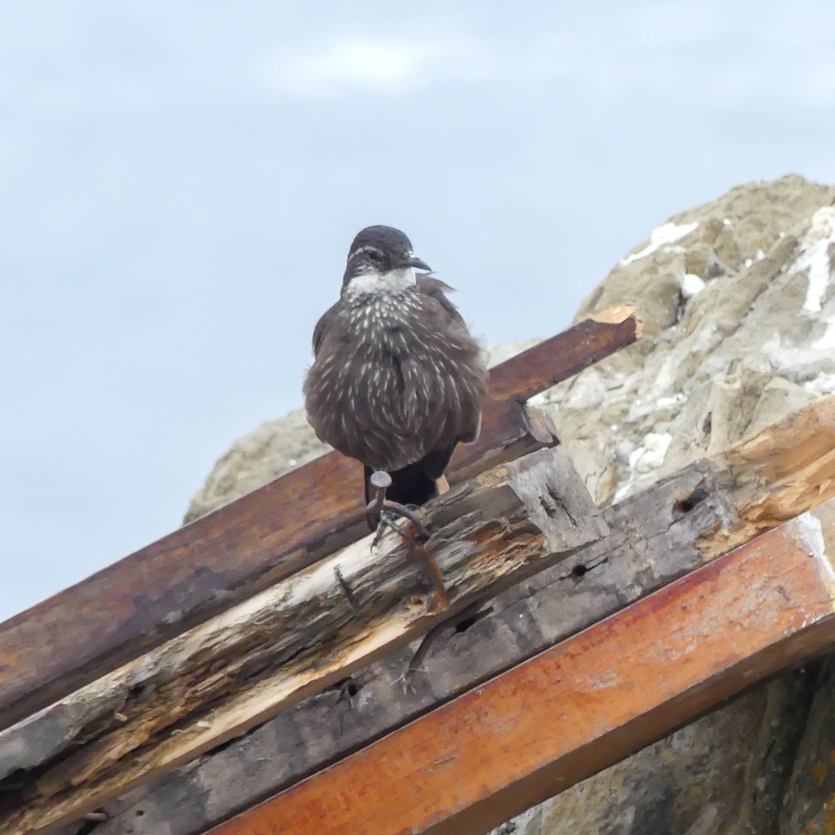 Seaside Cinclodes - ML643853237