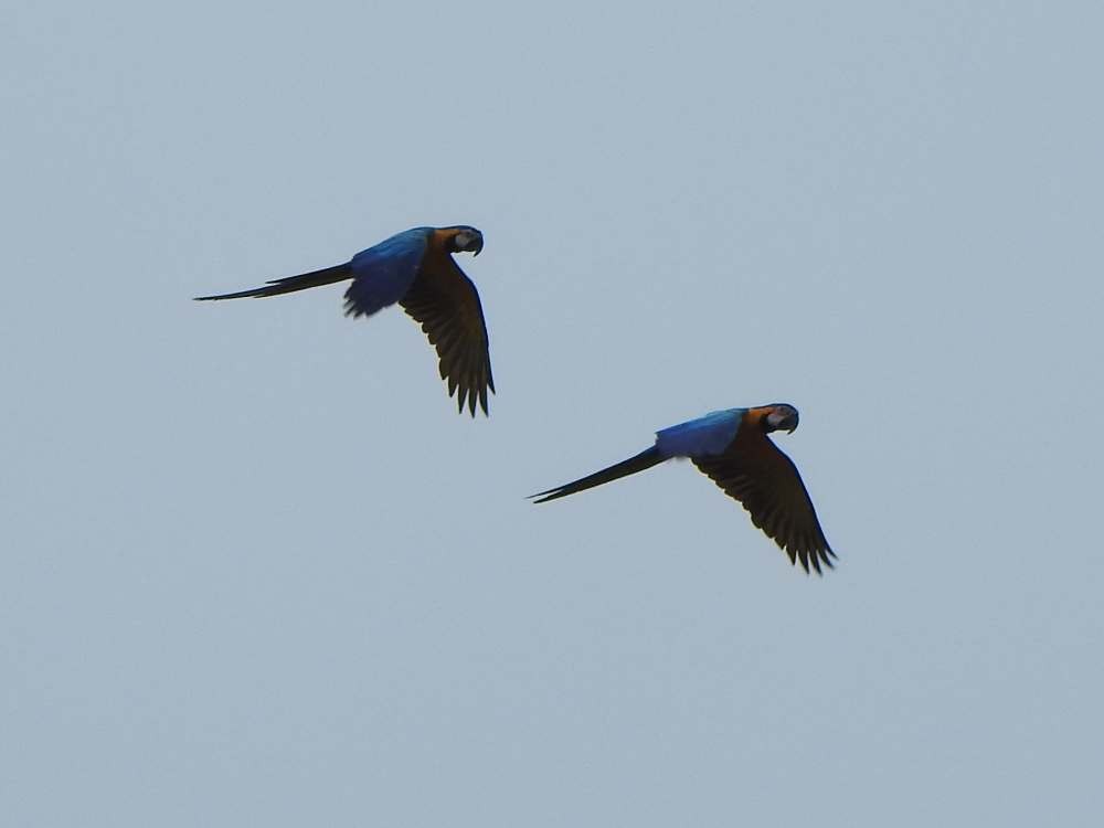 Blue-and-yellow Macaw - ML643853249