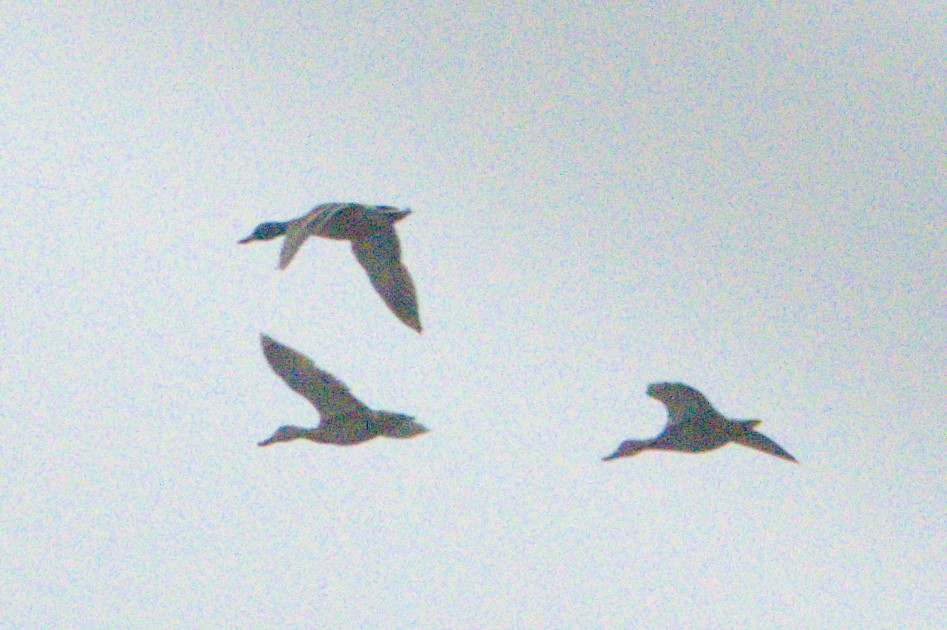 Entenvogel, unbestimmt - ML643853250