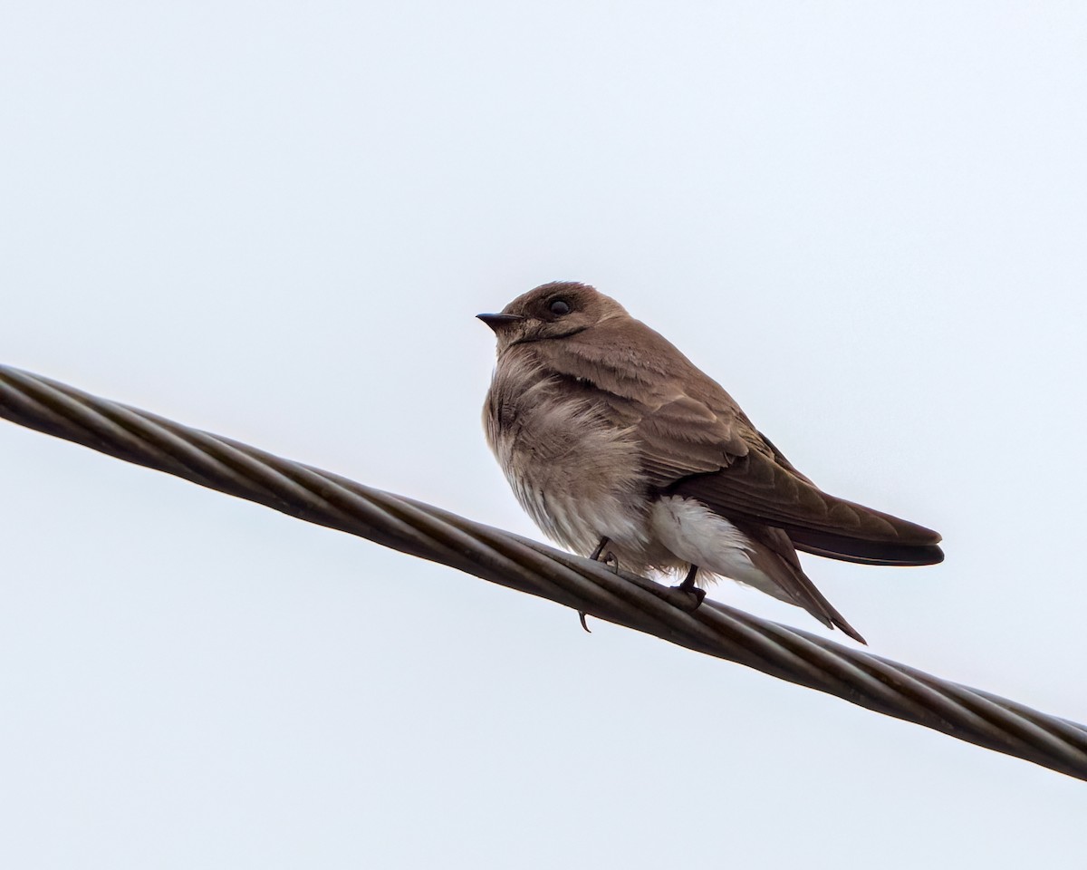 Northern Rough-winged Swallow - ML643853284