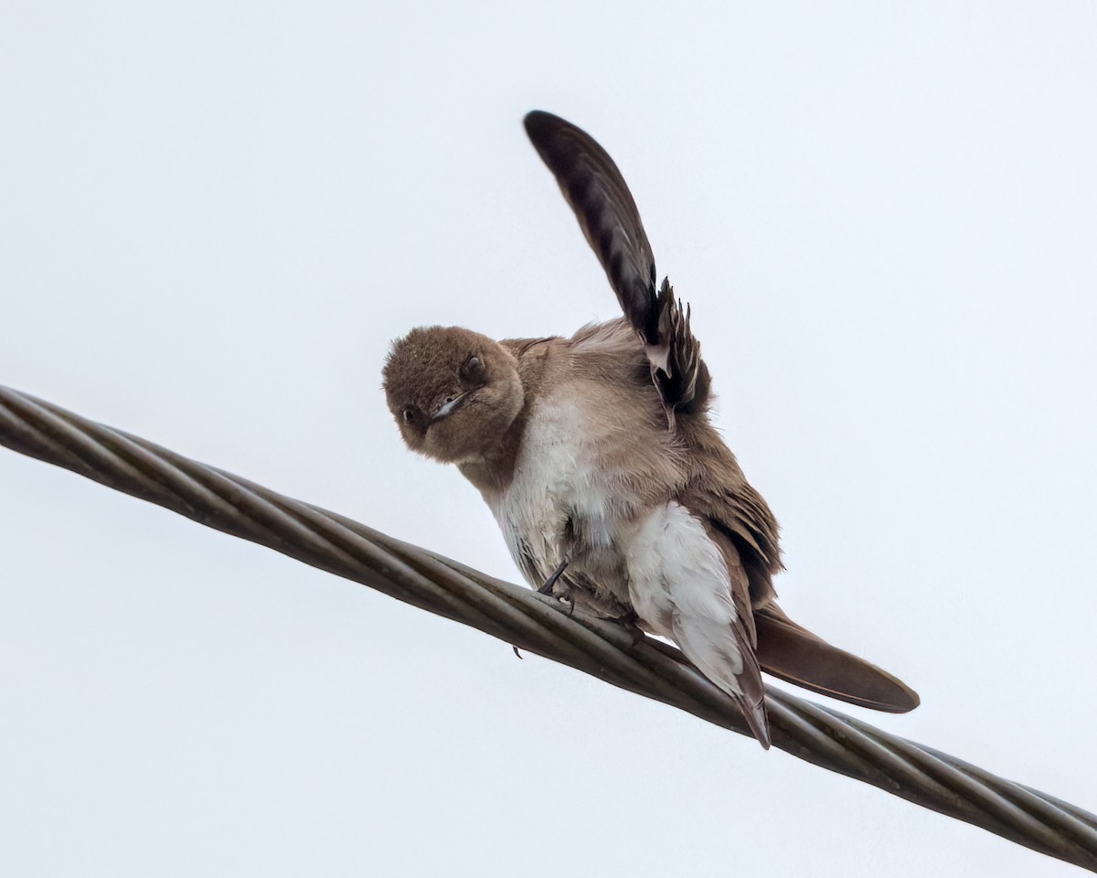 Northern Rough-winged Swallow - ML643853285