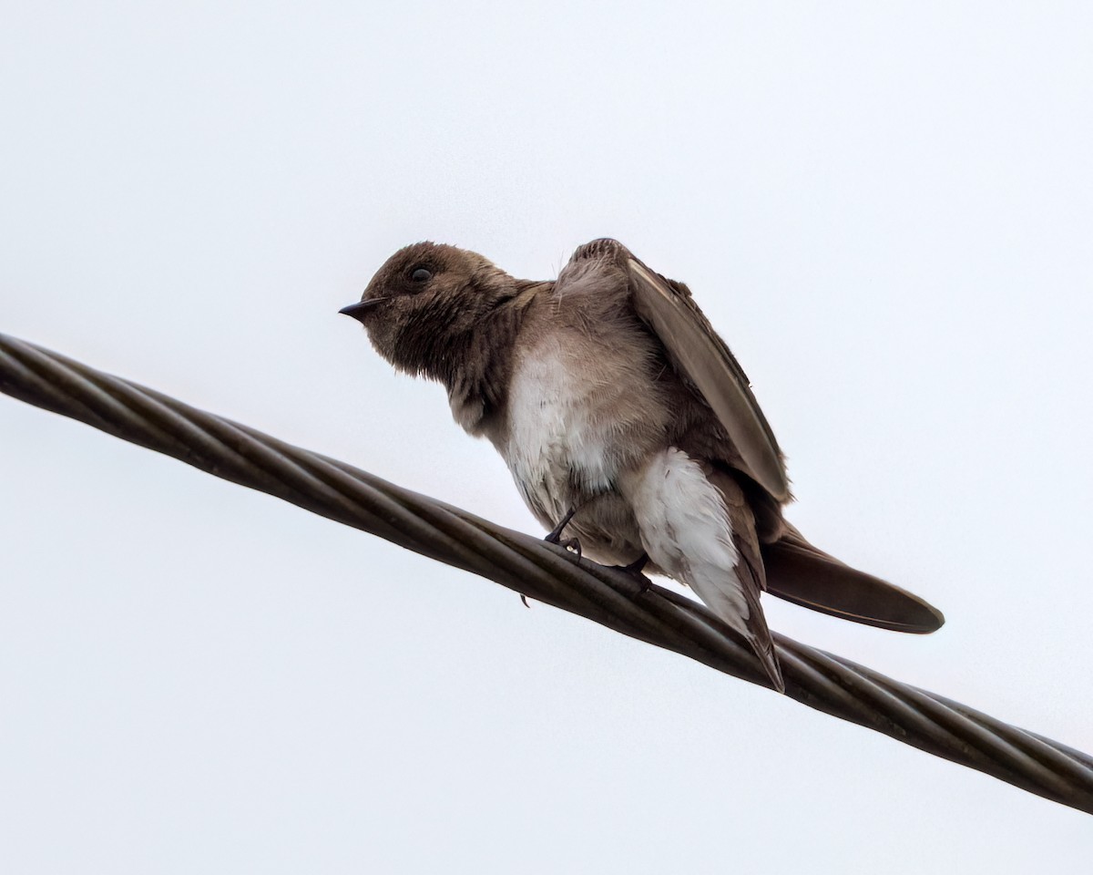 Northern Rough-winged Swallow - ML643853286