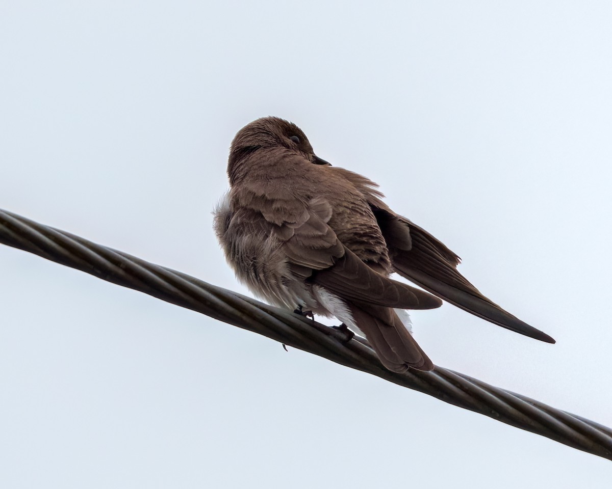 Northern Rough-winged Swallow - ML643853287