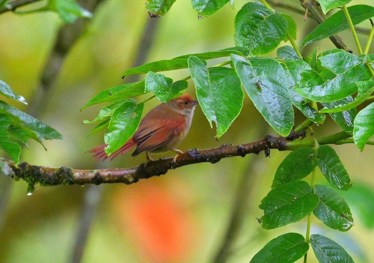 Al Yüzlü Dikenkuyruk - ML643853291